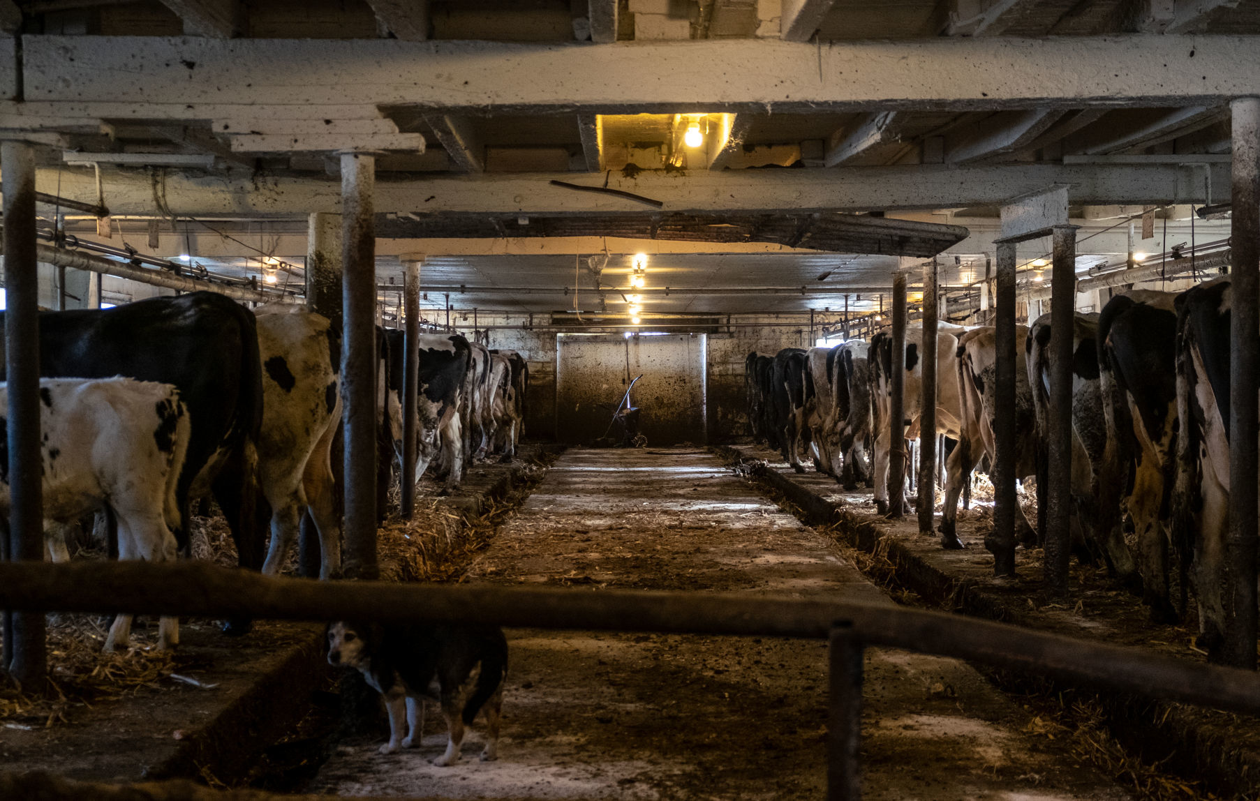 Von Ruden Cows Eating